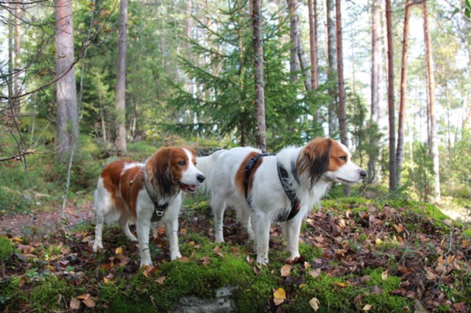 kooikerhondje